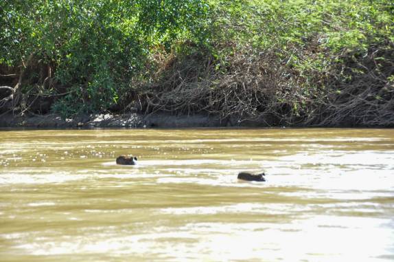 Fugindo de onça, capivaras nadam no rio Cuiabá, região de Porto Jofre, no final da rodovia Transpantaneira, no Pantanal Norte, no Mato Grosso